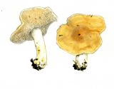 Hydnum rufescens Fr. attēls