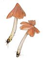 Hygrocybe calyptaeformis (Berk & Broome) Fayod attēls