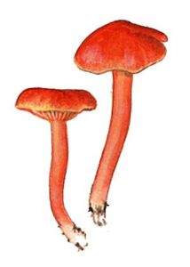 Hygrocybe cantharellus (Schwein.: Fr.) Lange attēls