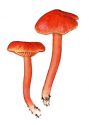 Hygrocybe cantharellus (Schwein.: Fr.) Lange attēls