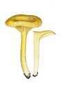 Hygrocybe ceracea (Fr.) P. Kumm. attēls