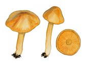 Hygrocybe chlorophana (Fr.) P.Karst attēls