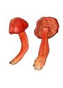 Hygrocybe coccinea (Pers.: Fr.) P. Kumm. attēls