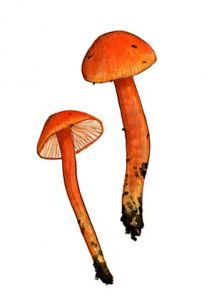 Hygrocybe insipida (Lange) M. M. Moser attēls