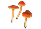 Hygrocybe marchii attēls