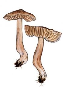 Hygrocybe nitrata (Pers.) Wünsche attēls