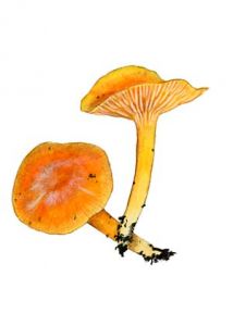 Hygrocybe obrussea (Fr.) Wünsche attēls