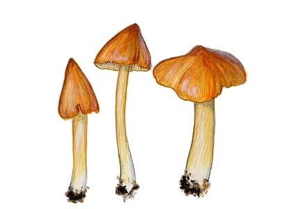 Hygrocybe persistens (Britzelm.) Singer attēls