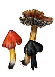 Hygrocybe pseudoconica Lange attēls