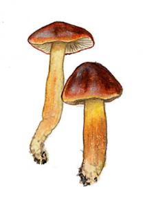 Hygrocybe punicea (Fr.) P. Kumm attēls