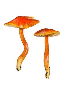 Hygrocybe reae (Maire) Lange attēls