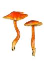 Hygrocybe reae (Maire) Lange attēls