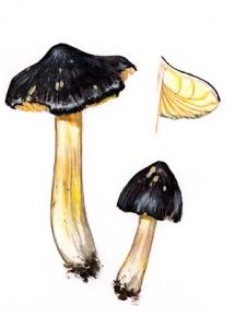 Hygrocybe spadicea (Scop.: Fr.) P. Karst. attēls