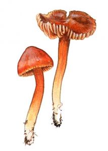 Hygrocybe strangulata attēls