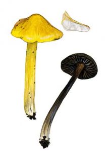 Hygrocybe tristis (Pers.) F. H. Möller attēls