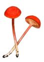 Hygrocybe turunda (Fr.: Fr.) P. Karst attēls