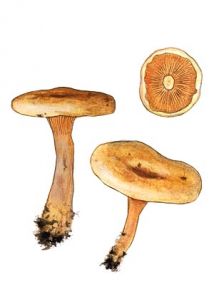 Hygrophoropsis aurantiaca (Wulfen.:Fr.) Maire attēls