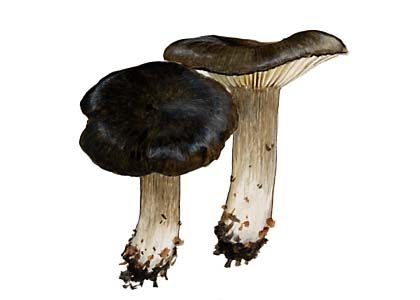 Hygrophorus atramentosus (Alb. & Schwein.) Haas & Haller attēls