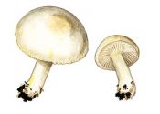 Hygrophorus chrysodon (Batch: Fr.) Fr. attēls