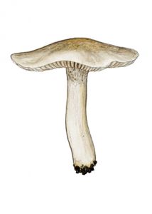 Hygrophorus hyacinthinus Quél. attēls