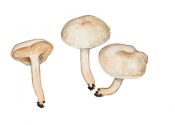 Hygrophorus melizeus (Fr.: ) Fr. attēls