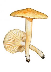 Hygrophorus nemoreus (Pers.: Fr.) Fr. attēls