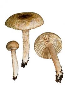 Hygrophorus pustulatus (Pers.: Fr.) attēls