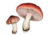 Hygroporus russula (Schaeff.: Fr.) Quél. attēls