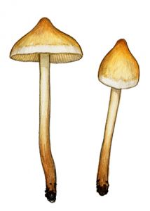 Hypholoma ericaeoides  Orton attēls