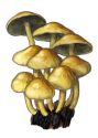 Hypholoma fasciculare (Huds.: Fr.) P. Kumm. attēls