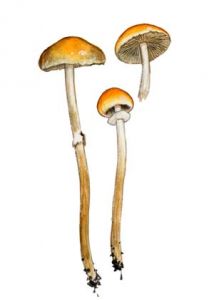 Hypholoma squamosa (Pers.: Fr.) Urbonas attēls