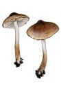 Inocybe assimilata (Britzelm.) Sacc. attēls