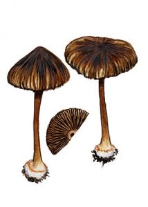 Inocybe asterospora Quél. attēls