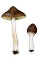 Inocybe brunnea Quél. attēls