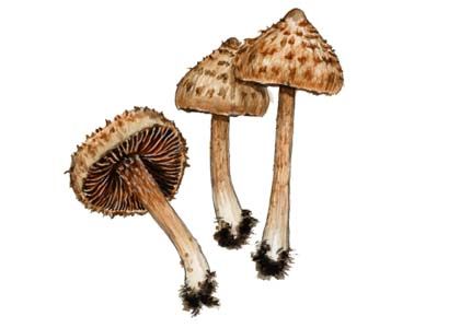 Inocybe cervicolor (Pers.) Quél. attēls