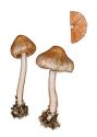 Inocybe cincinnata (Fr.) Quél. attēls