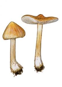 Inocybe cookei Bres. attēls