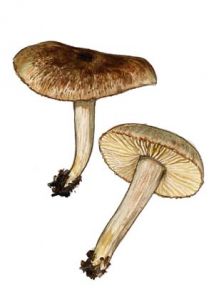 Inocybe curvipes P. Karst. attēls