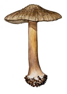 Inocybe decipiens Bres. attēls