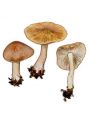 Inocybe dulcamara (Pers.) P. Kumm. attēls