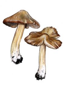 Inocybe erubescens Blytt. attēls