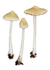 Inocybe eutheles (Berk.& Broome) Sacc. attēls