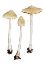 Inocybe eutheles (Berk.& Broome) Sacc. attēls