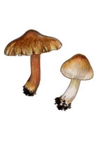 Inocybe fraudans (Britzelm.) Sacc. attēls