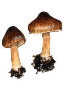 Inocybe fuscidula Velen. attēls