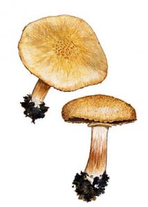 Inocybe fuscomarginata  Kühner attēls