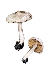 Inocybe geophylla (Fr.: Fr.) P. Kumm. attēls