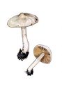 Inocybe geophylla (Fr.: Fr.) P. Kumm. attēls