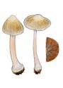 Inocybe grammata Quél. attēls