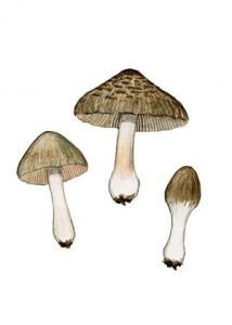 Inocybe halophila R.  Heim. ss. Huijsman attēls